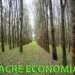 Governo do Acre anuncia plantio de 10 mil hectares de seringueiras