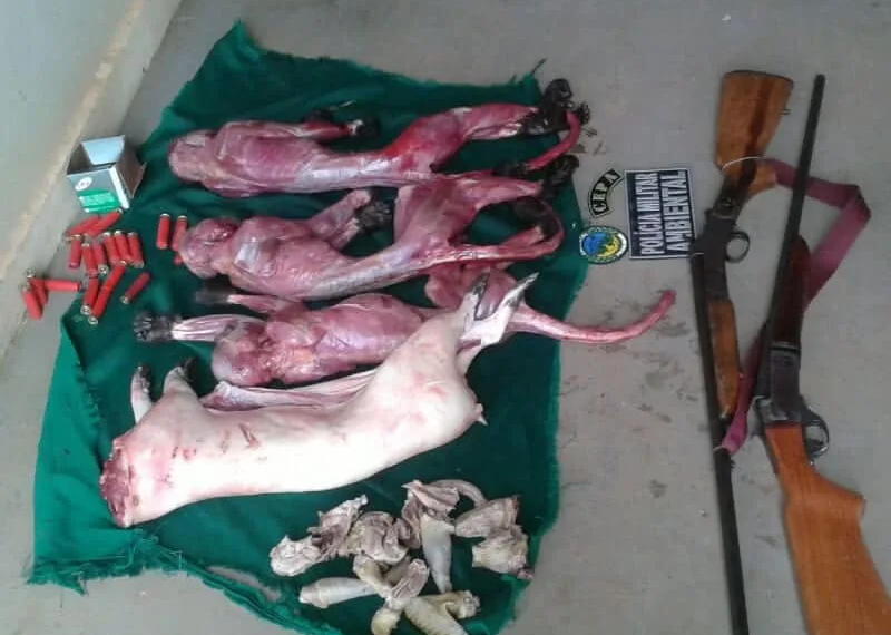 Animais e armas foram apreendidos durante uma patrulha
