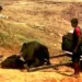 Bois usados no transporte de carga sofrem maus-tratos