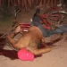 Crime bárbaro aconteceu no bairro Seis de Agosto
