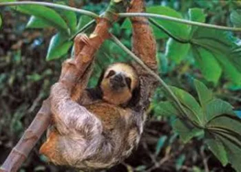 Obra arrisca atingir habitat de animais e equilíbrio ecológico