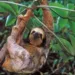Obra arrisca atingir habitat de animais e equilíbrio ecológico