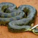 Cobra foi levada ferida para o Parque Chico Mendes