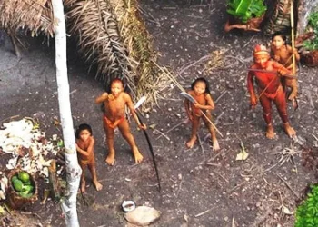 Survival quer intervenção dos governos do Brasil e Peru