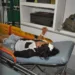 Jovem homossexual é agredido dentro do Parque Capitão Ciríaco