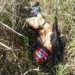 Homem tem o corpo mutilado em atropelamento em estrada