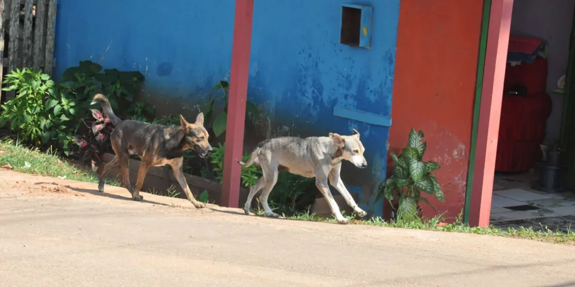 Abandono de animais é problema de saúde pública e a castração pode ser solução