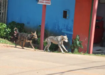 Abandono de animais é problema de saúde pública e a castração pode ser solução