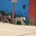 Abandono de animais é problema de saúde pública e a castração pode ser solução