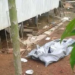 Corpo é encontrado em estado de decomposição no bairro Calafate