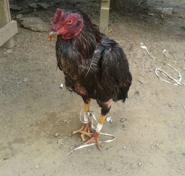 Patrulha Ambiental flagra rinha de galo na Vila Acre