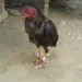 Patrulha Ambiental flagra rinha de galo na Vila Acre