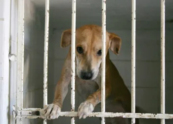 Sociedade Amor a Quatro Patas realiza 56 adoções de animais durante a Expoacre