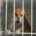 Sociedade Amor a Quatro Patas realiza 56 adoções de animais durante a Expoacre