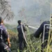 Mais de 40 entidades se uniram para combater queimadas