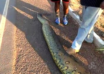 Aumenta o número de cobras sucuris atropeladas na BR-364