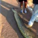 Aumenta o número de cobras sucuris atropeladas na BR-364