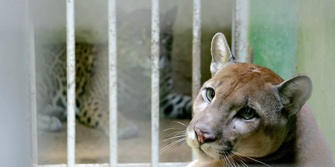 Puma Dodge é o mais novo ‘inquilino’ do parque