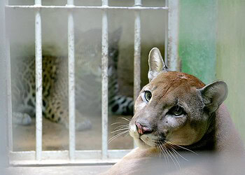 Puma Dodge é o mais novo ‘inquilino’ do parque