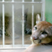 Puma Dodge é o mais novo ‘inquilino’ do parque