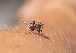 Vigilância se prepara para possíveis casos de febre chikungunya no Acre