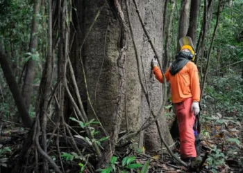 Amazônia ainda é responsável pela expressividade