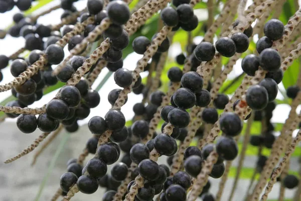 Indústria de processamento de açaí começa a ser instalada do Acre