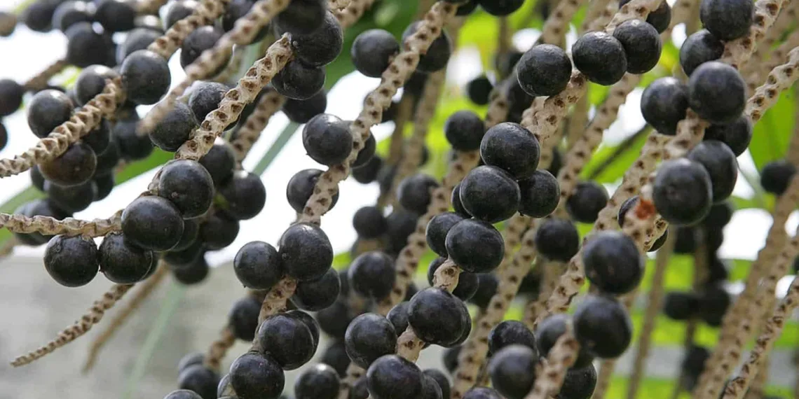 Indústria de processamento de açaí começa a ser instalada do Acre