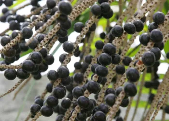 Relatório final da Semsa referente aos exames realizados para Doença de Chagas confirma que não houve casos relacionados ao Açaí