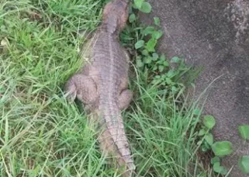 Animal causou susto aos moradores locais na terça-feira