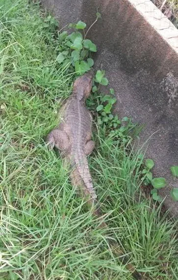 Animal causou susto aos moradores locais na terça-feira