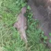 Animal causou susto aos moradores locais na terça-feira
