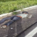 Animal causa acidente de trânsito e deixa vítima fatal na BR-364