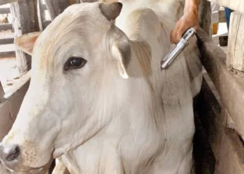 Criadores acreanos devem vacinar o gado contra a aftosa em nova etapa da campanha