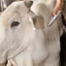 Criadores acreanos devem vacinar o gado contra a aftosa em nova etapa da campanha