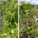 Área teria sido utilizada como cemitério clandestino