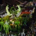 Escola de samba de Manaus leva a história do Acre para a Avenida