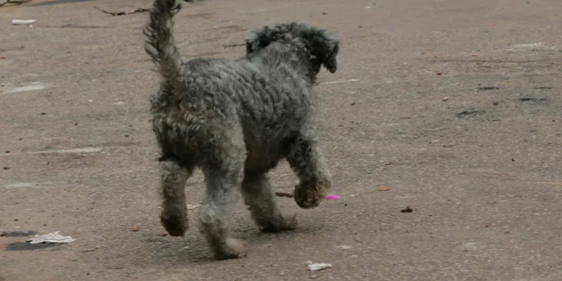 Feira de adoção de animais acontece neste sábado