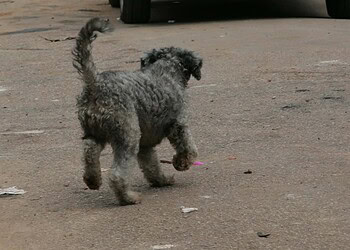 Feira de adoção de animais acontece neste sábado