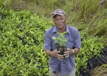Desde a criação do programa, já foram distribuídas cerca de 800 mil mudas de café
