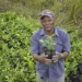 Desde a criação do programa, já foram distribuídas cerca de 800 mil mudas de café
