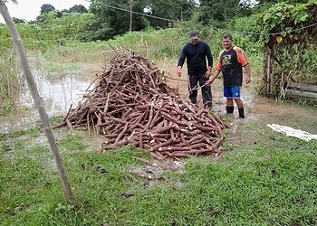 Cheia já causa graves prejuízos à agricultura e Safra age intensamente para apoiar ribeirinhos