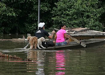 Voluntários fazem resgate de animais