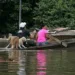 Voluntários fazem resgate de animais