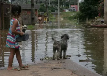 Durante as cheias do Rio Acre, moradores deixam suas casas e os animais de estimação ficam desprotegidos