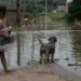 Durante as cheias do Rio Acre, moradores deixam suas casas e os animais de estimação ficam desprotegidos