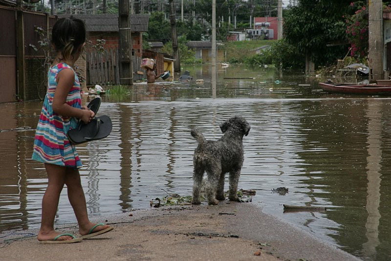 Durante as cheias do Rio Acre, moradores deixam suas casas e os animais de estimação ficam desprotegidos