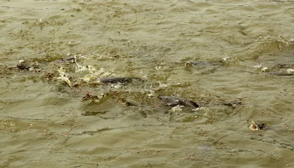 SEMANA SANTA: Piscicultores estão otimistas com vendas de pescado