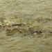 SEMANA SANTA: Piscicultores estão otimistas com vendas de pescado