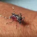 Acre não tem risco de surto de dengue, diz secretária adjunta de Saúde